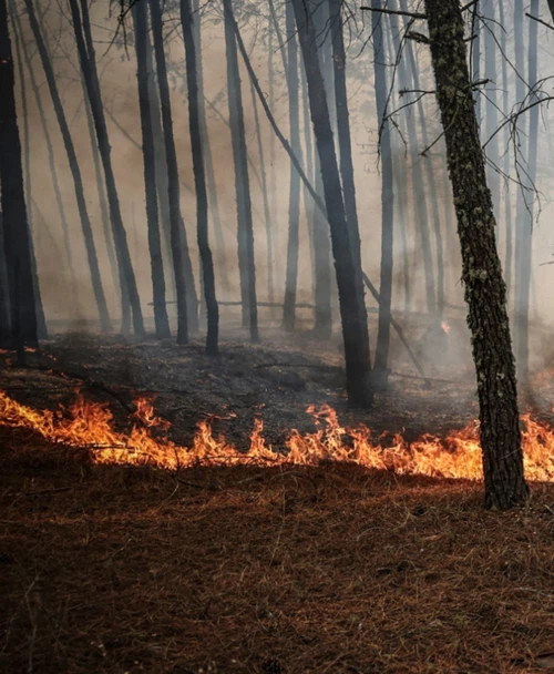 forest fires forest fires